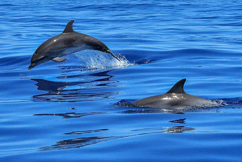 Blue Safari – Dolphin Watching